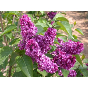 Syringa vulgaris'Charles Joly'