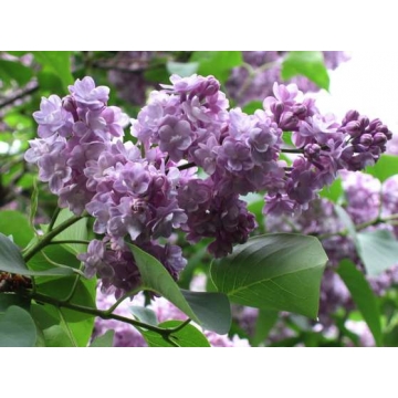 Syringa vulgaris'Michel Buchner'