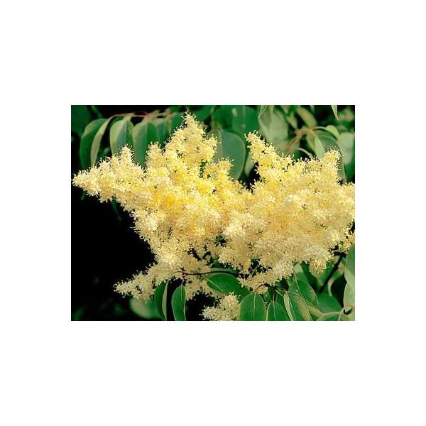 Syringa pekinensis'Yellow Fragrance'