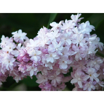 Syringa vulgaris'Mme Antoine Buchner'