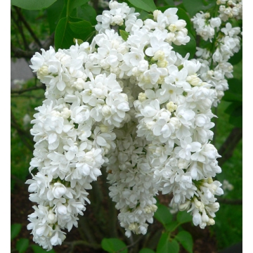 Syringa vulgaris'Miss Ellen Willmott'