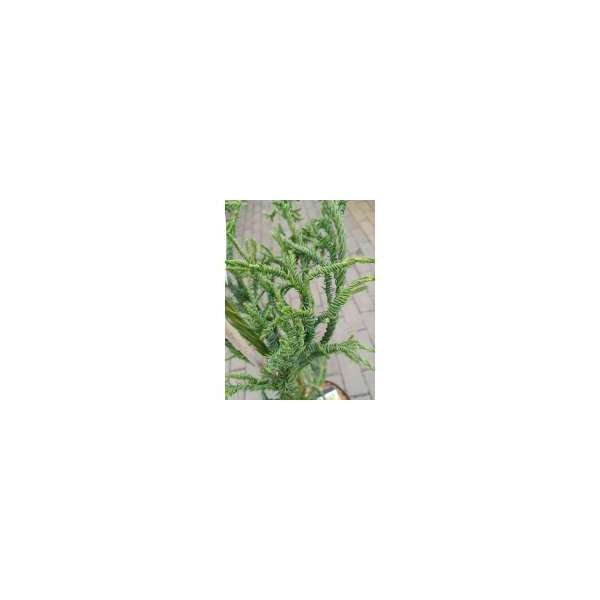 Cryptomeria japonica'Rasen'