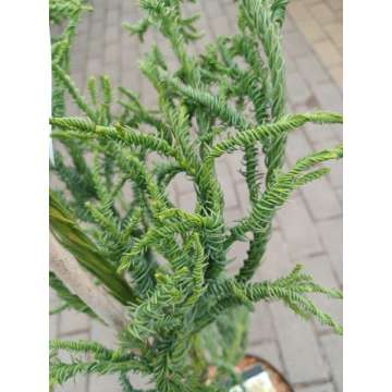 Cryptomeria japonica'Rasen'
