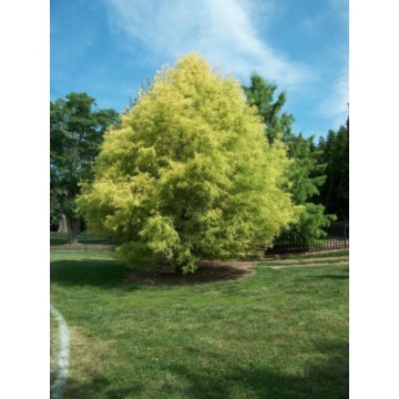 Taxodium distichum'Pevu Yellow'