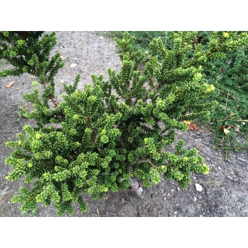 Taxus baccata'Amersfoort'