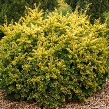 Taxus baccata'Semperaurea'