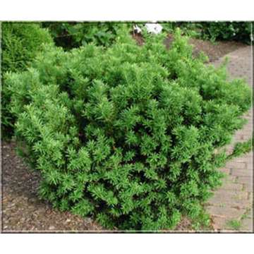 Taxus media'Farmen'