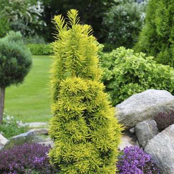 Taxus bacata'David'