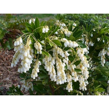 Pieris'Temple Bells'