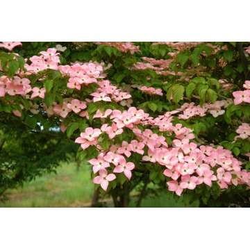 Cornus kousa'Satomi'
