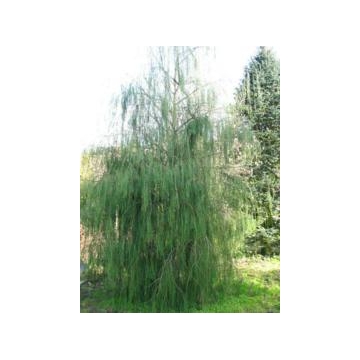 Chamaecyparis lawsoniana'Imbricata Pendula'