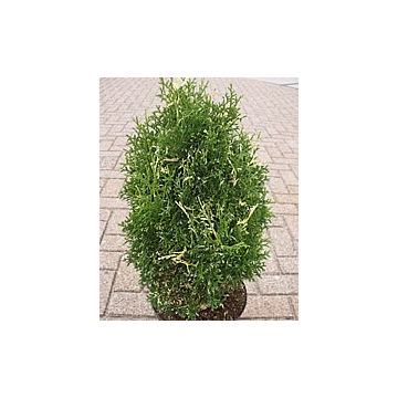 Thuja occidentalis'Konfetti'