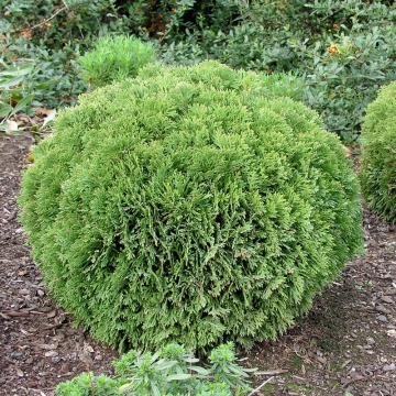 Thuja occidentalis'Danica'