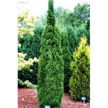 Thuja occidentalis'Degroot's Spire'