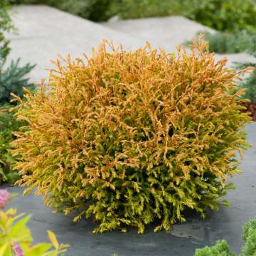 Thuja occidentalis'Golden Tuffet'