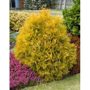 Thuja occidentalis'Rheingold'