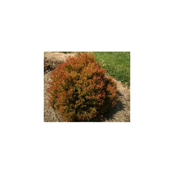 Thuja occidentalis'Fire Chief'