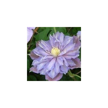 Clematis'Paola'