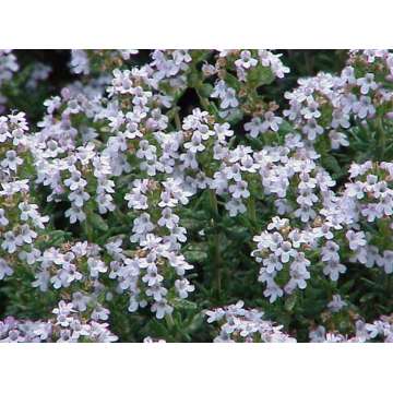 Thymus vulgaris'Fleur Provencale'