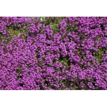 Thymus praecox'Purple Beauty'