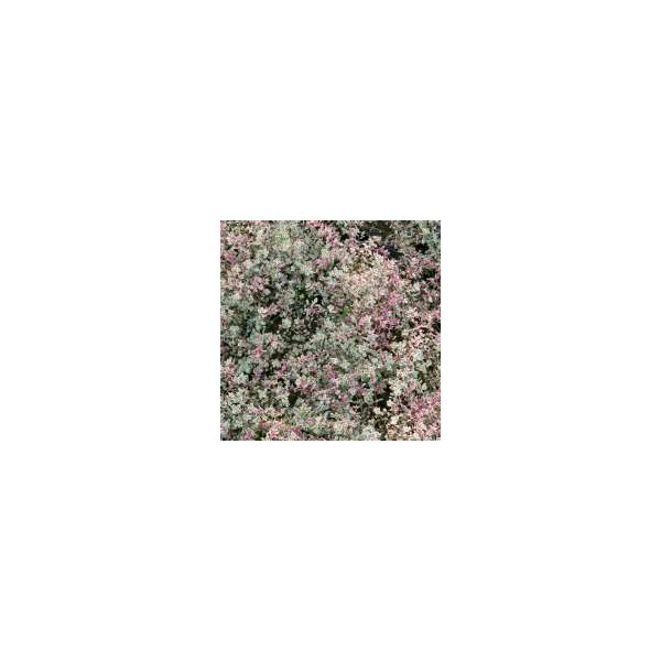 Thymus vulgaris'Silver Posie'