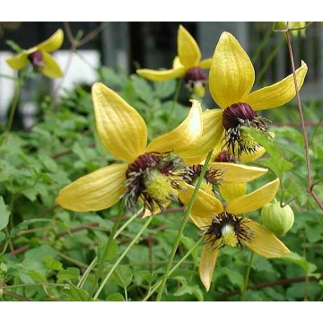 Clematis'Golden Tiara'