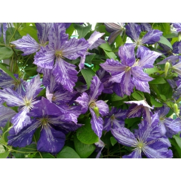 Clematis jackmannii'Tie Dye'