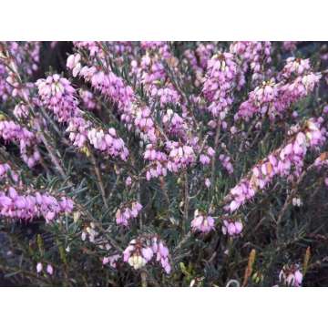 Erica darleyensis'Ghost Hills'