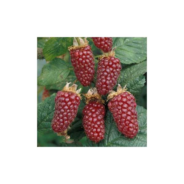 Rubus'Buckingham Tayberry'