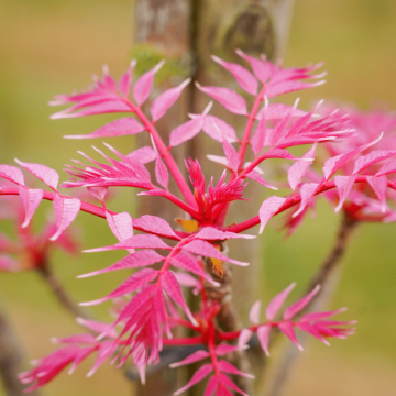 Toona sinensis'Flamingo'