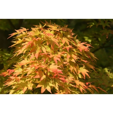 Acer palmatum'Sangokaku'