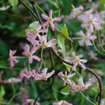 Trachelospermum jasminoides'Pink Showers'