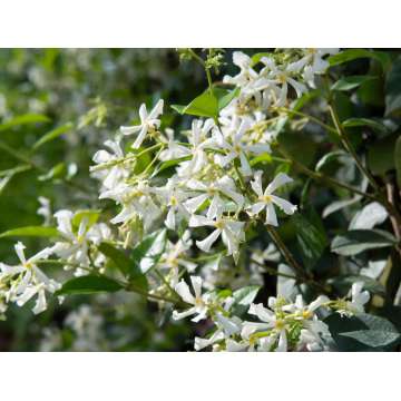 Trachelospermum jasminoides