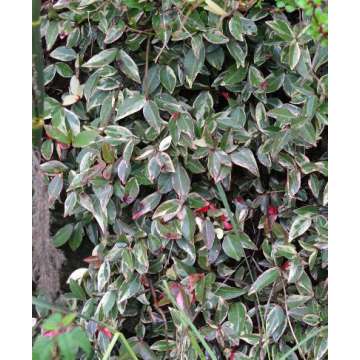 Trachelospermum jasminoides'Variegatum'