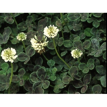 Trifolium repens'Pentaphyllum'