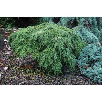 Tsuga canadensis'Pendula'