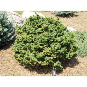 Tsuga canadensis'Greenwood Lake'