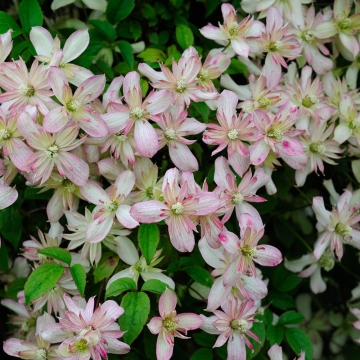 Clematis'Marjorie'