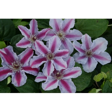 Clematis patens'Tudor'