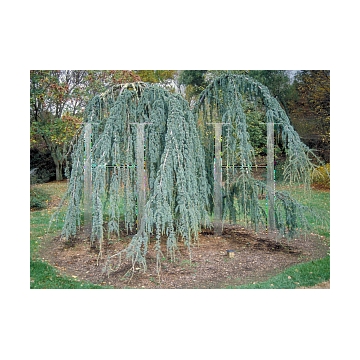 Cedrus libanii'Atlantica Glauca Pendula'