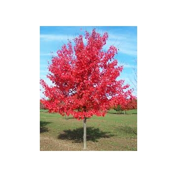Acer rubrum