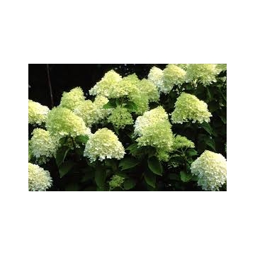 Hydrangea paniculata'Limelight'