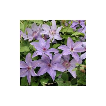 Clematis'Minister'