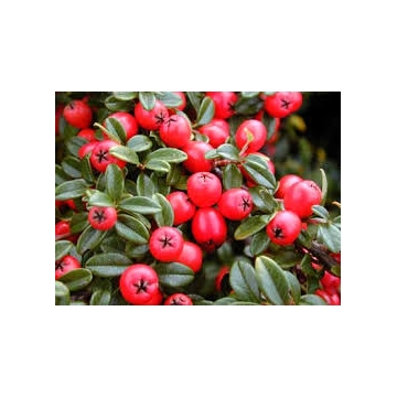 Cotoneaster suecicus'Coral Beauty'