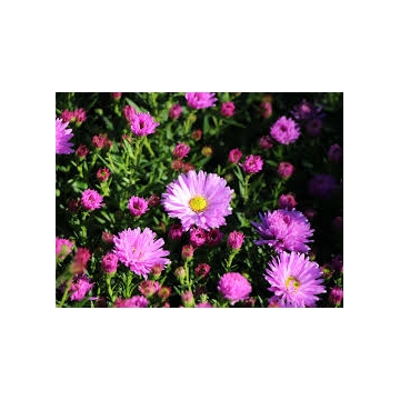Aster dumosus'Herbstgruss von Bresserhof'