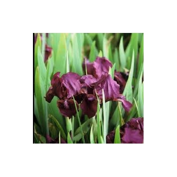 Iris pumila'Pastel Charme'
