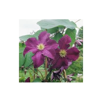 Clematis jackmanii'Viola'