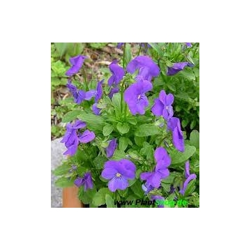 Viola cornuta'Blaue Schönheit'