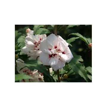 Hibiscus syriacus'Speciosus'