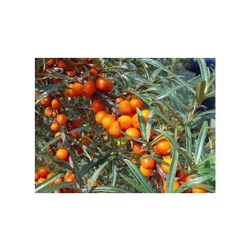 Hippophae rhamnoides